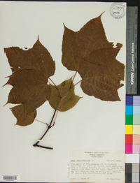 Acer pensylvanicum image