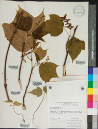 Acer pensylvanicum image