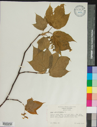 Acer pensylvanicum image