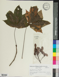 Acer platanoides image