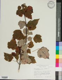 Acer rubrum var. trilobum image