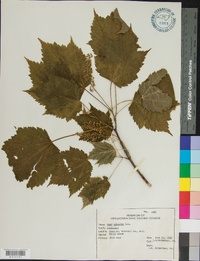 Acer spicatum image