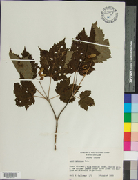 Acer spicatum image