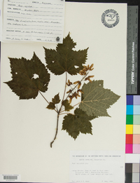 Acer spicatum image