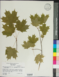 Acer saccharum var. leucoderme image