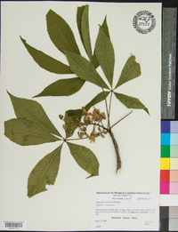 Aesculus flava image