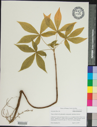 Aesculus flava image