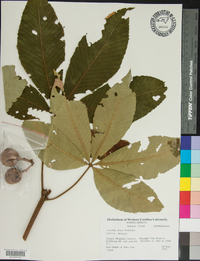 Aesculus flava image