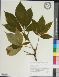 Aesculus flava image