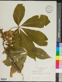 Aesculus flava image