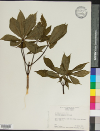 Aesculus flava image