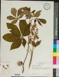 Aesculus flava image