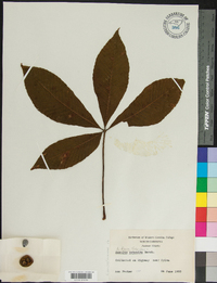 Aesculus flava image