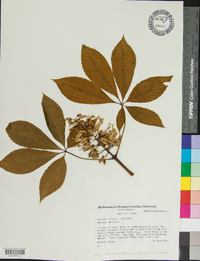 Aesculus sylvatica image