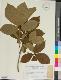 Aesculus sylvatica image