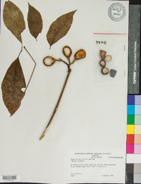 Aesculus sylvatica image