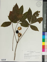 Aesculus sylvatica image