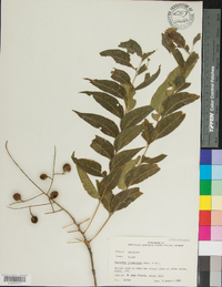 Sapindus saponaria image