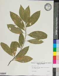 Sideroxylon lycioides image