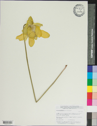 Sarracenia flava image