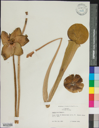 Sarracenia flava image