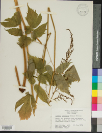 Astilbe biternata image