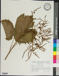 Astilbe biternata image