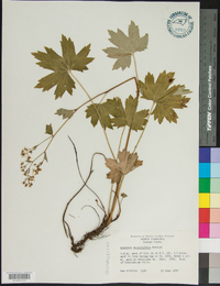 Boykinia aconitifolia image