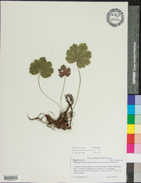 Heuchera americana image