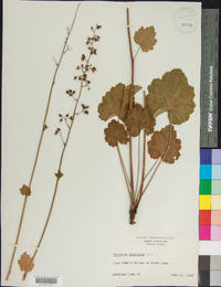 Heuchera americana image