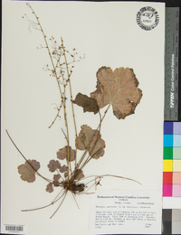 Heuchera parviflora image