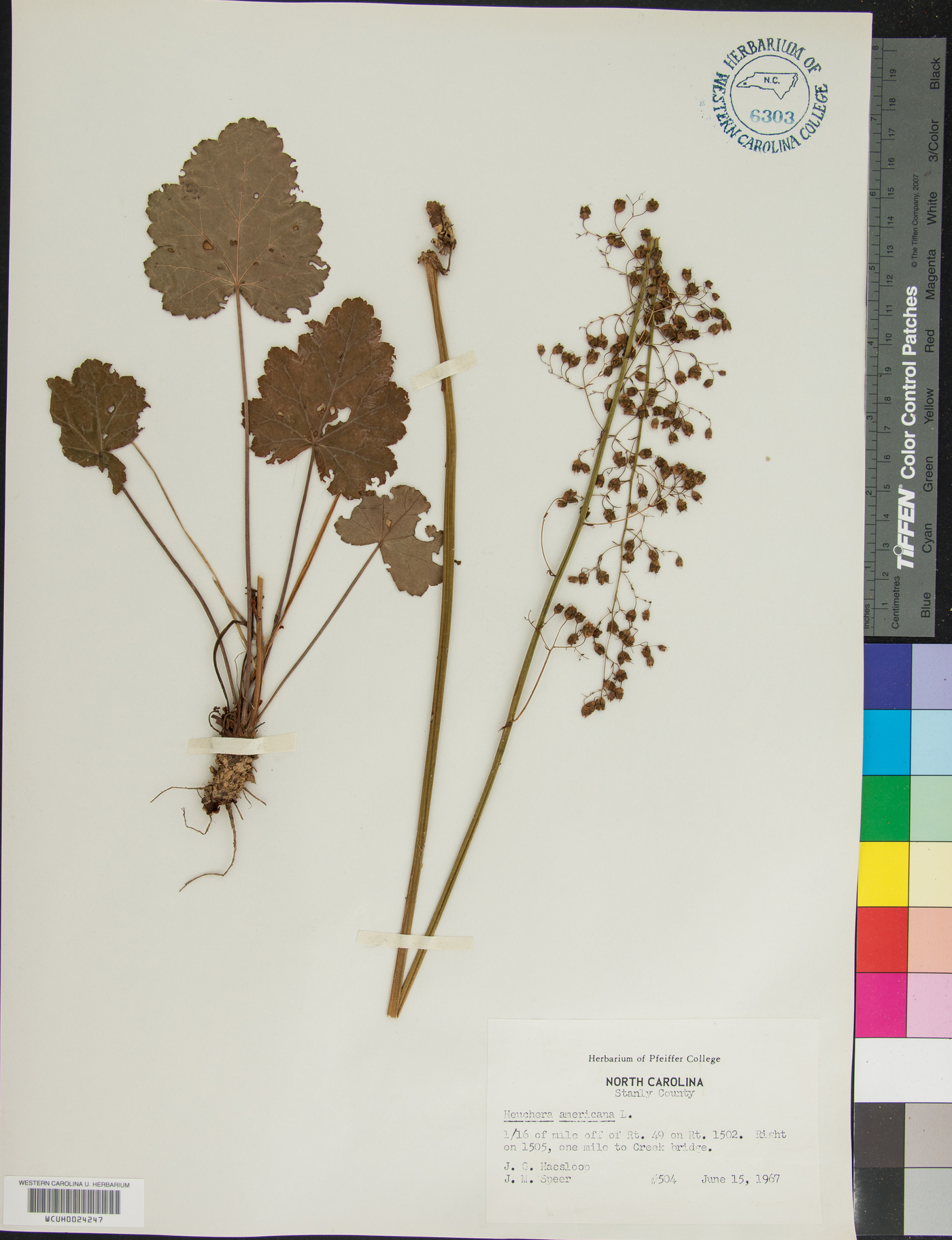 Heuchera caroliniana image