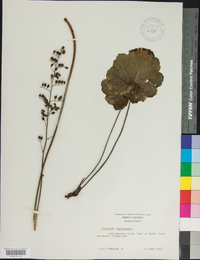 Heuchera americana image