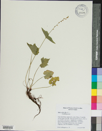 Mitella diphylla image