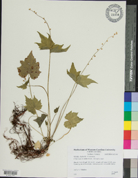 Mitella diphylla image