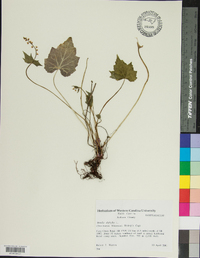 Mitella diphylla image