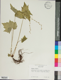 Mitella diphylla image