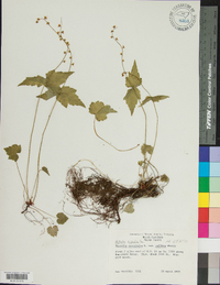 Mitella diphylla image