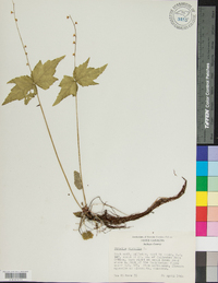 Mitella diphylla image