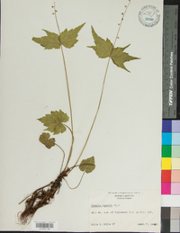 Mitella diphylla image