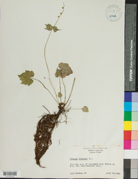 Mitella diphylla image