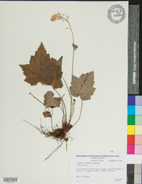 Tiarella cordifolia image