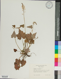 Tiarella cordifolia image