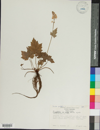 Tiarella cordifolia image