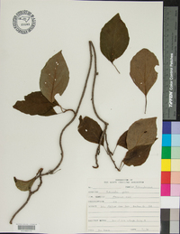 Schisandra glabra image