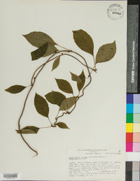 Schisandra glabra image