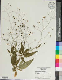 Scrophularia marilandica image