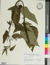 Scrophularia marilandica image