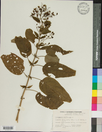 Scrophularia marilandica image