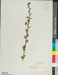 Verbascum blattaria image